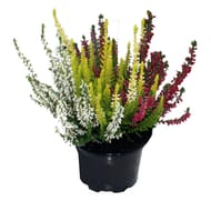 Calluna naturelle tricolore pot de 10.5cm