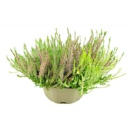 Calluna naturelle tricolore coupe 21 cm