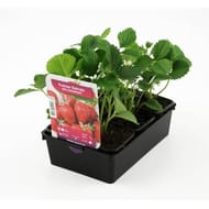 Fraisier belrubi b06g07