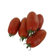 Tomate torino