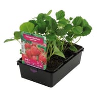Fraisier charlotte barquette de 6 godets de 7cm remontant