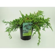 Conifère juniperus squamata blue carpet genévrier conteneur de  4 litres