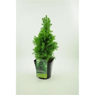 Conifère picea albertiana glauca conica épicéa en cône 4 litres
