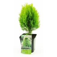 Thuya rientalis aurea nana conteneur de 3 litres