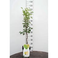 Poirier conférence patio conteneur 5 litres tige 50 cm