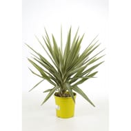 Yucca jewel conteneur de 5 litres