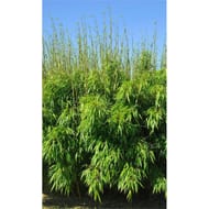 Bambou robusta pinwgu non tarcant c4l