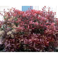Photinia fraseri red robin c4/4,5