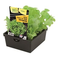 Laitue feuille de chêne verte querido 12 plants