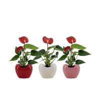 Mini anthurium en ceramique coeur