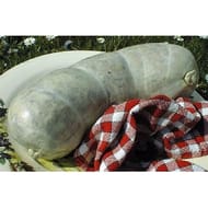 Grosse andouille de Cambrai