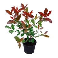 Photinia x fraseri red robin' in vitro 4 litres