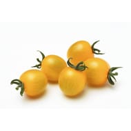 Tomate cerise ronde de couleur