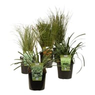 Carex mix c 2l