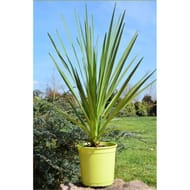 Cordyline indivisa ct20 5l hauteur 80-100 cms