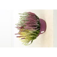 Calluna beauty ladies quatro coupe 23cm