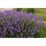 Lavandula angustifolia variées c4/c4,5