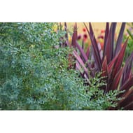 Eucalyptus gunni variés C4/C4,5