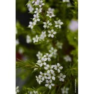 Diosma varies c4/c4,5