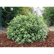 Pittosporum tenuifolium forme boule c4/c4,5