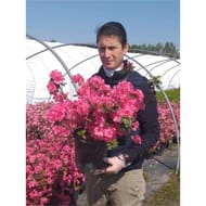 Azalea japonica variés C 4,5