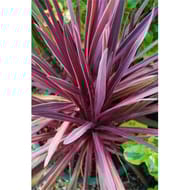 Cordyline australis variés C 4,5