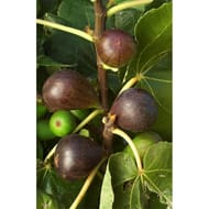 Figuier variés c 4/4.5