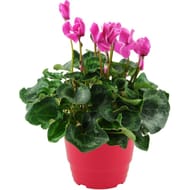 Cyclamen pot de 19 cm 3l