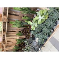 Succulentes mixtes pot 1 litre
