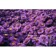 Aster d'automne pot de 0,5l