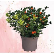 Véronique solanum pot 2L