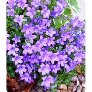 Campanule pot 0.5 l