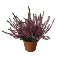 Calluna naturelle pot de 0,5l
