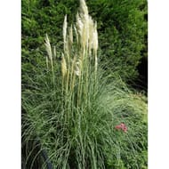 Cortaderia argenteum conteneur de 4 litres