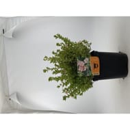 Potentilla fruticosa "pink-beauty" pot 3L