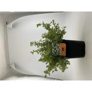 Potentilla fruticosa "abbotswood" pot 3L