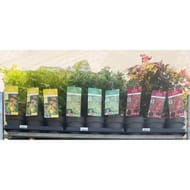 Acer palmatum pot 15cm