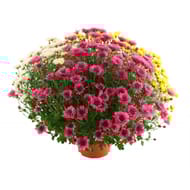 Chrysanthème multifleurs 50-60 cm tricolore pot 3L