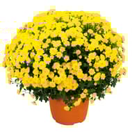 Chrysanthème pomponnette jumbo uni pot 6l couleur