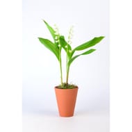 Muguet pot 2 griffes 1er choix pot en terre cuite