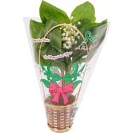 Composition pot de muguet 10 brins
