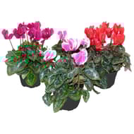 Mini cyclamen pot de 10.5cm