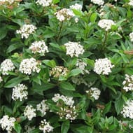 Sica viburnum tinus conteneur  2 litres