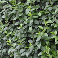 Troene ligustrum ovalifolium c.2l rc