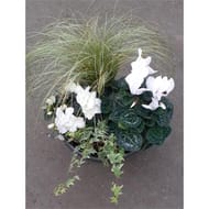 Composition cimetiere 4/5 plantes coupe deco graffith blanche d25cm