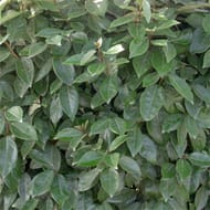 Eleagnus x ebbengei c.2l rc