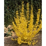 Sica forsythia jaune lynwood gold c.2