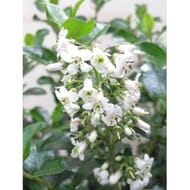 Escallonia c.2l rc