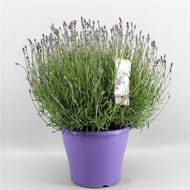 Lavande angustifolia pot de 23 cm bouton fleuri