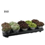 Sempervivum mix p12